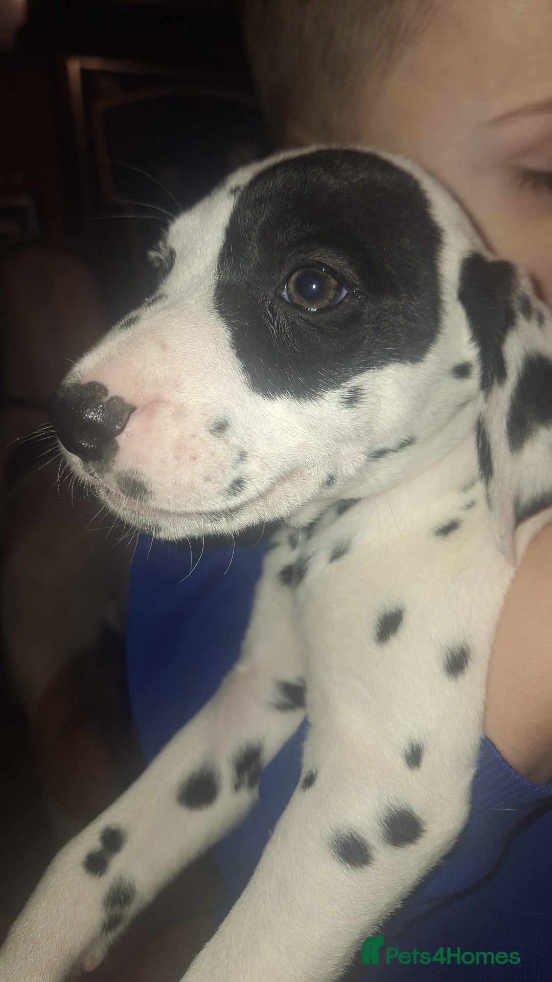 Dalmatian dogs for sale: Dalmatian pups - Image 4