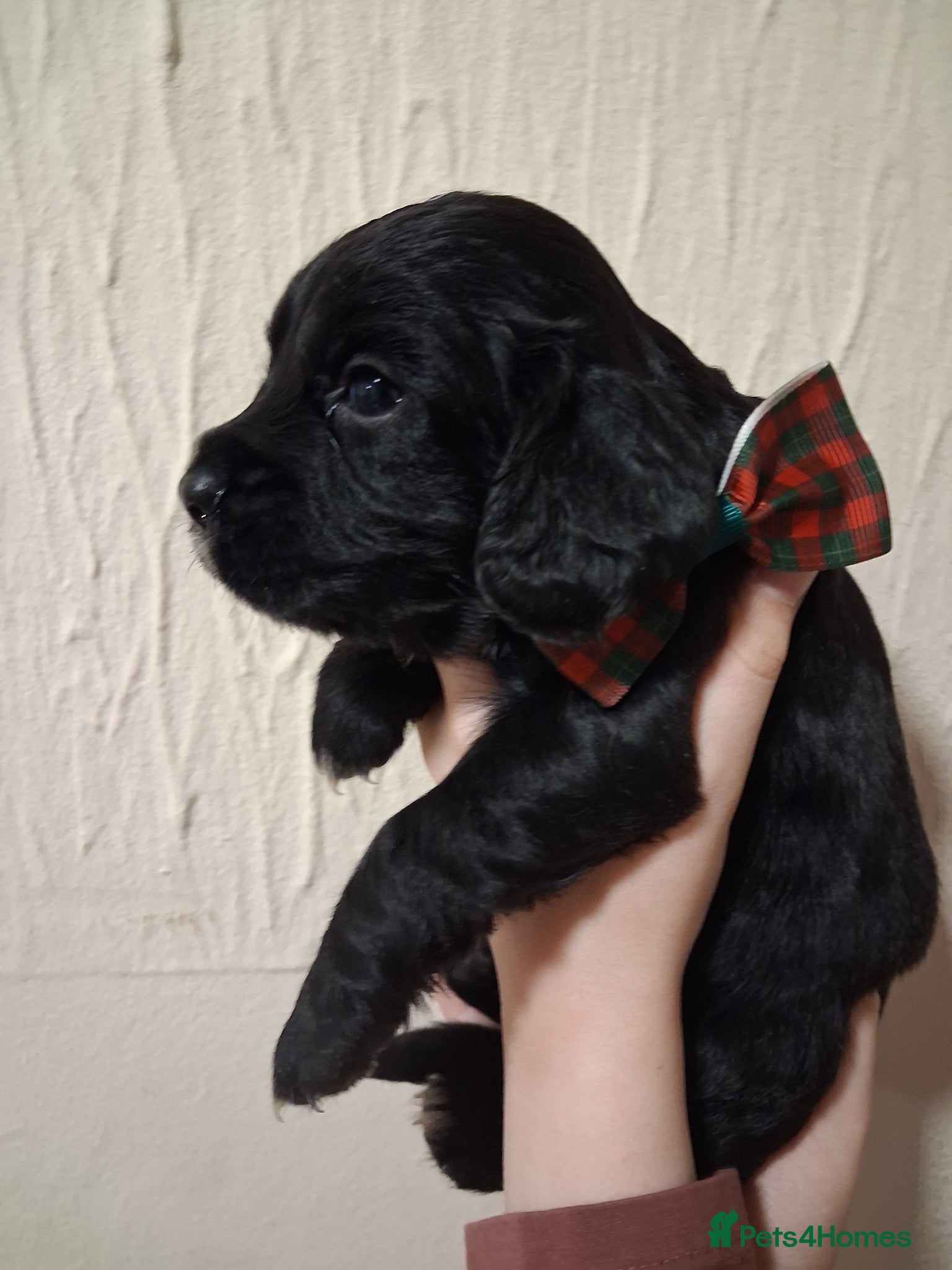 Cocker Spaniel dogs 6 stunning working cocker spaniels - Advert 10