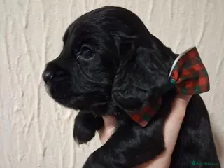 Cocker Spaniel dogs 6 stunning working cocker spaniels - Advert 10
