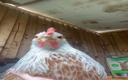 Chickens poultry for sale: Two hens for sale - Image 2