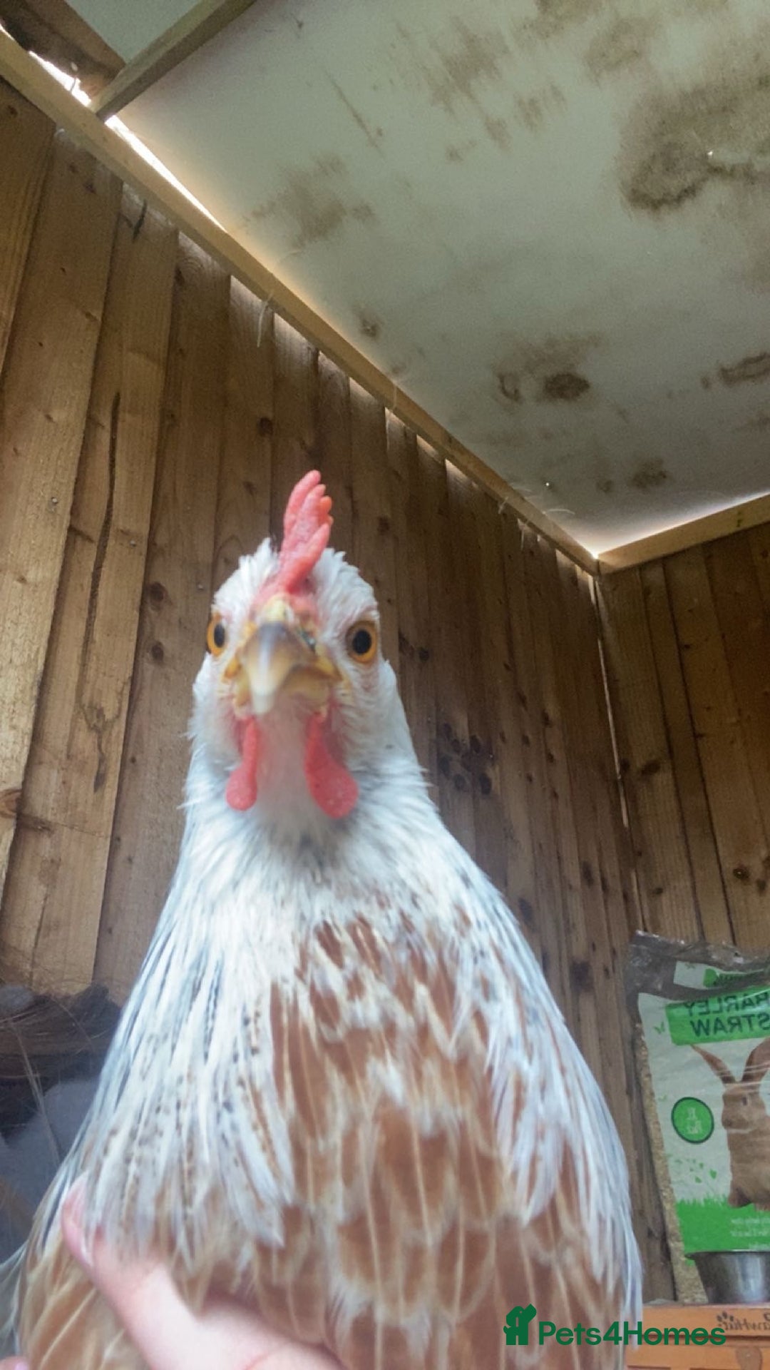 Chickens poultry for sale: Two hens for sale - Image 2