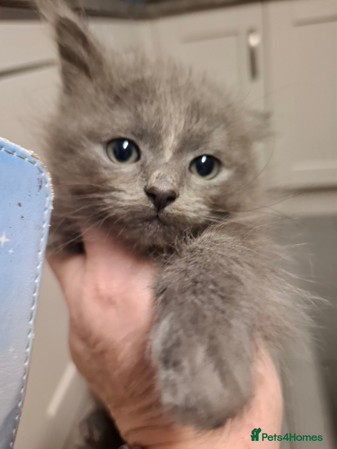 Mixed Breed cats for sale: 4 kittens looking for loving home  - Advert 7