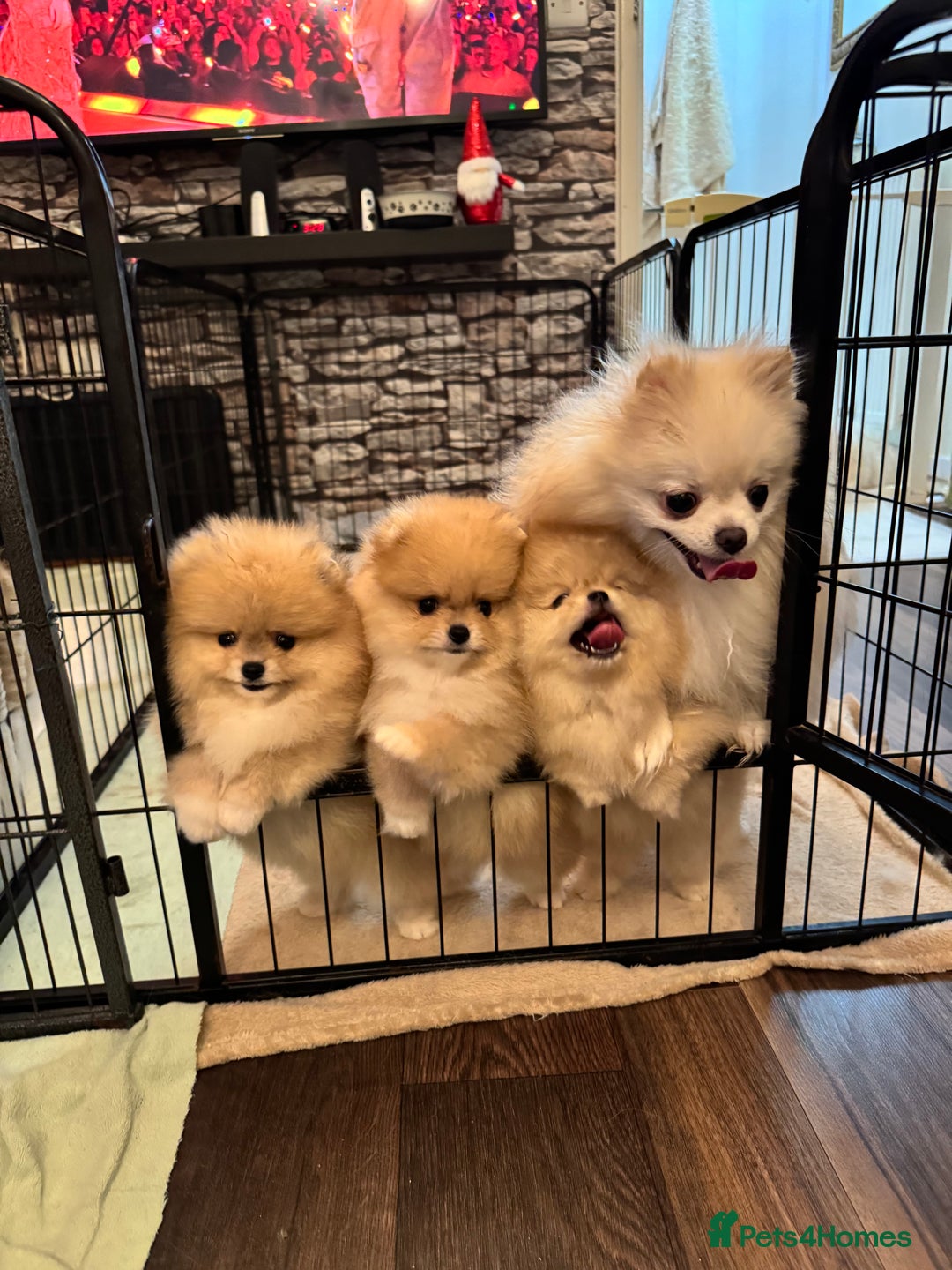 Pomeranian dogs for sale: Teddy Bear Pomeranian Puppies – Top Quality - Advert 17