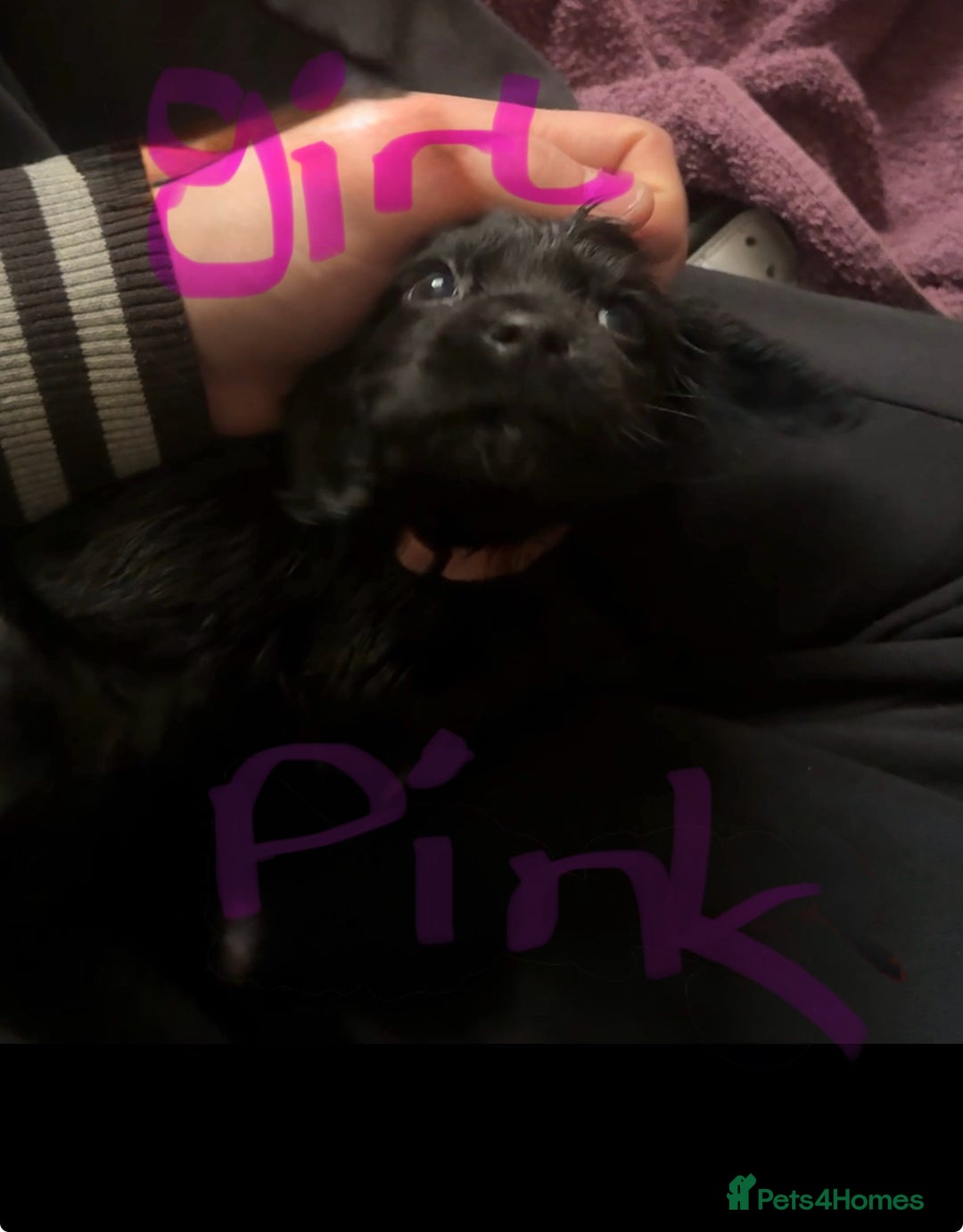 Cocker Spaniel dogs for sale: 3 Black cocker spaniels ready 8th December - Advert 7