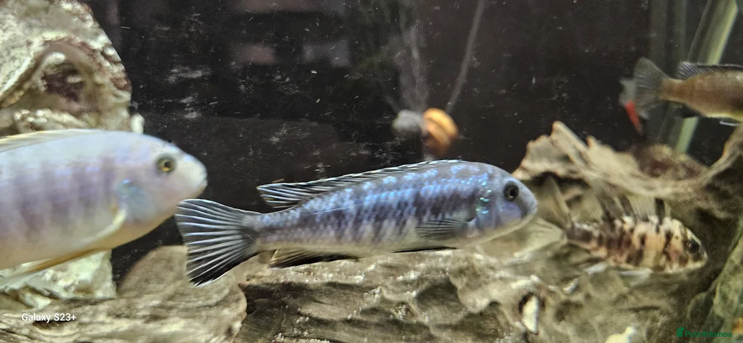 Other/Mixed Breed fish for sale: Assortment of fish  - Advert 14