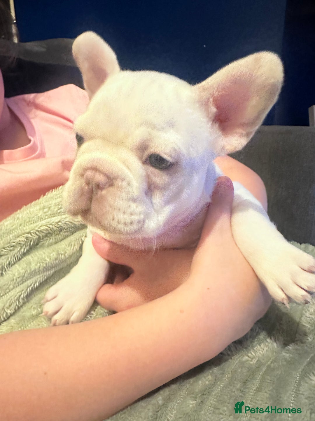 French Bulldog dogs for sale: French Bulldog Puppies  - Advert 5