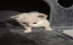 Ragdoll cats for sale: Pure ragdolls 2 flame loits 1 rare tortie - Image 2