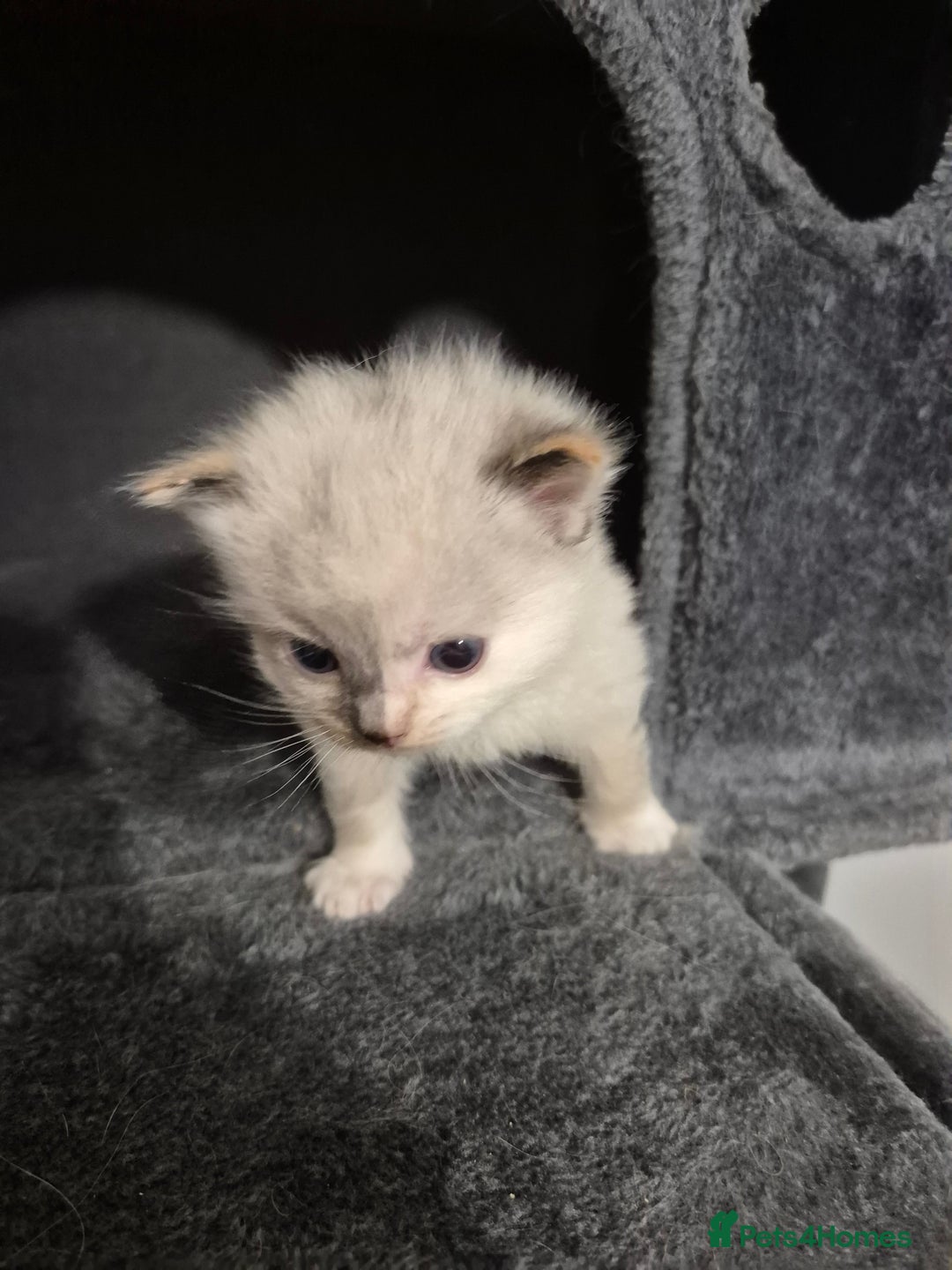 Ragdoll cats for sale: Pure ragdolls 2 flame loits 1 rare tortie - Image 2