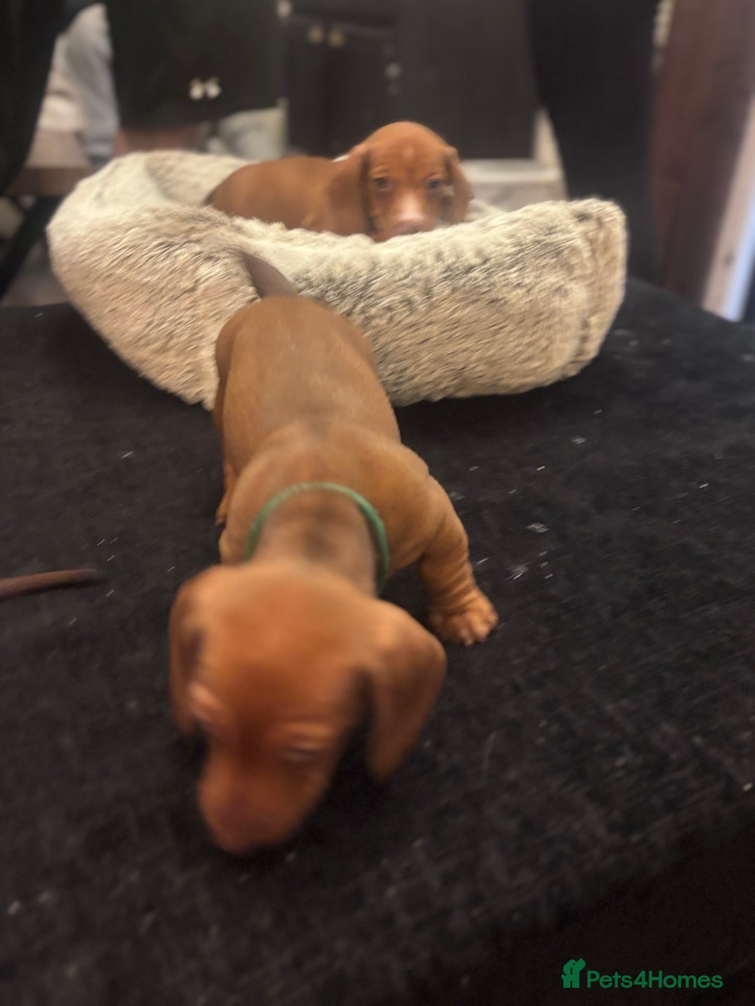 Dachshund dogs for sale: 2 red miniature dachshund puppies - Advert 6