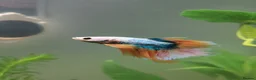 Bettas fish for sale: Male half-moon betta fish in Saint Leonards-on-sea - Advert 8