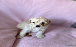 Labradoodle dogs for sale: Last three F1BB mini/toy labradoodle puppies  - Image 21