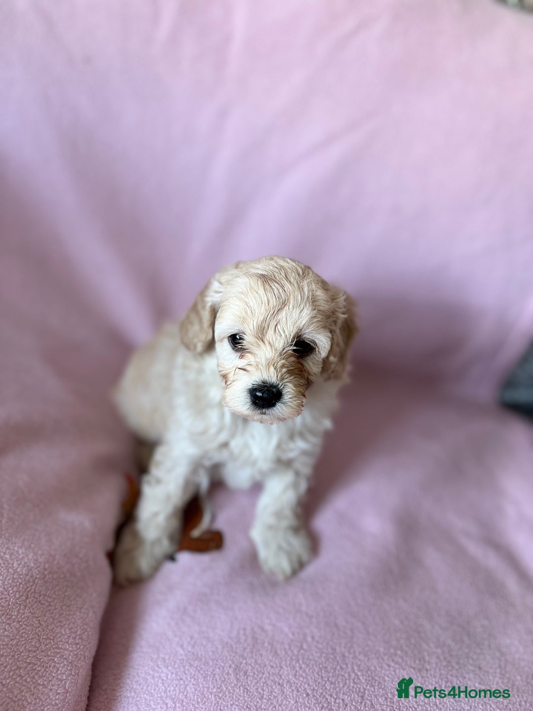 Labradoodle dogs for sale: Last three F1BB mini/toy labradoodle puppies  - Image 21