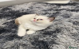 Ragdoll cats for sale: Fully Traceable Traditional Ragdoll Kittens - Advert 15