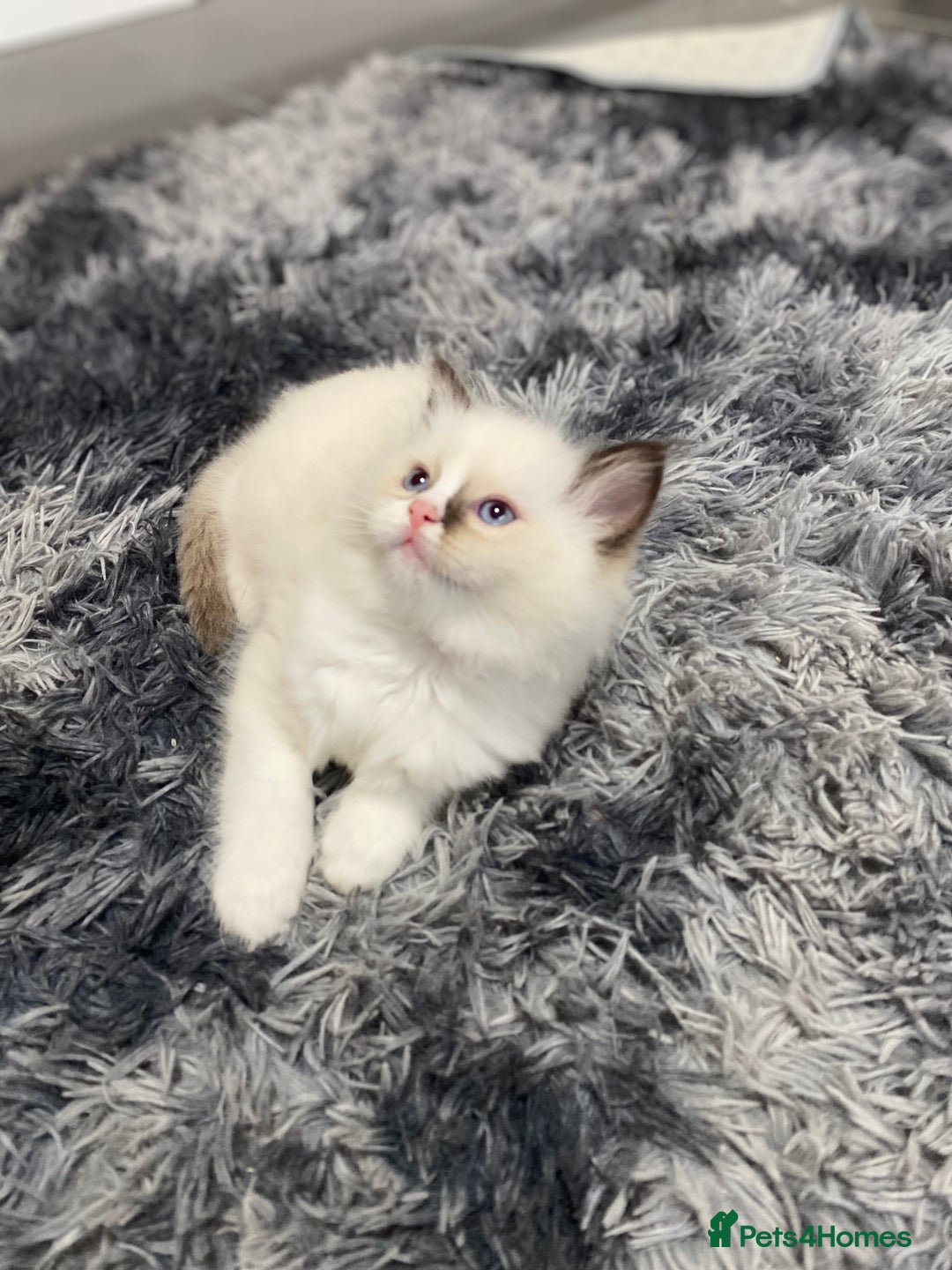 Ragdoll cats for sale: Fully Traceable Traditional Ragdoll Kittens - Advert 15
