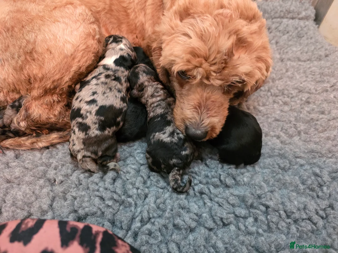 Cavapoo dogs for sale: Beautiful f1b cavapoo boys - Advert 2