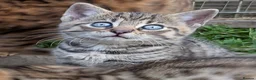 Mixed Breed cats for sale: Ready to leave... Gorgeous Bengal X Kittens - Advert 1