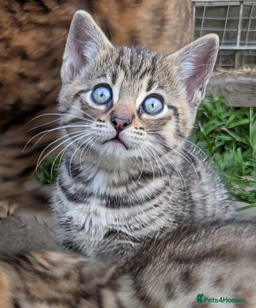 Mixed Breed cats for sale: Ready to leave... Gorgeous Bengal X Kittens - Advert 1