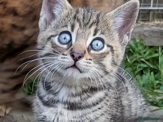 Mixed Breed cats Gorgeous Bengal X Kittens - Advert 5
