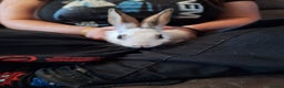 Mixed Breed rabbits for sale: Stunning rex x continental giant x new zealand  - Advert 7