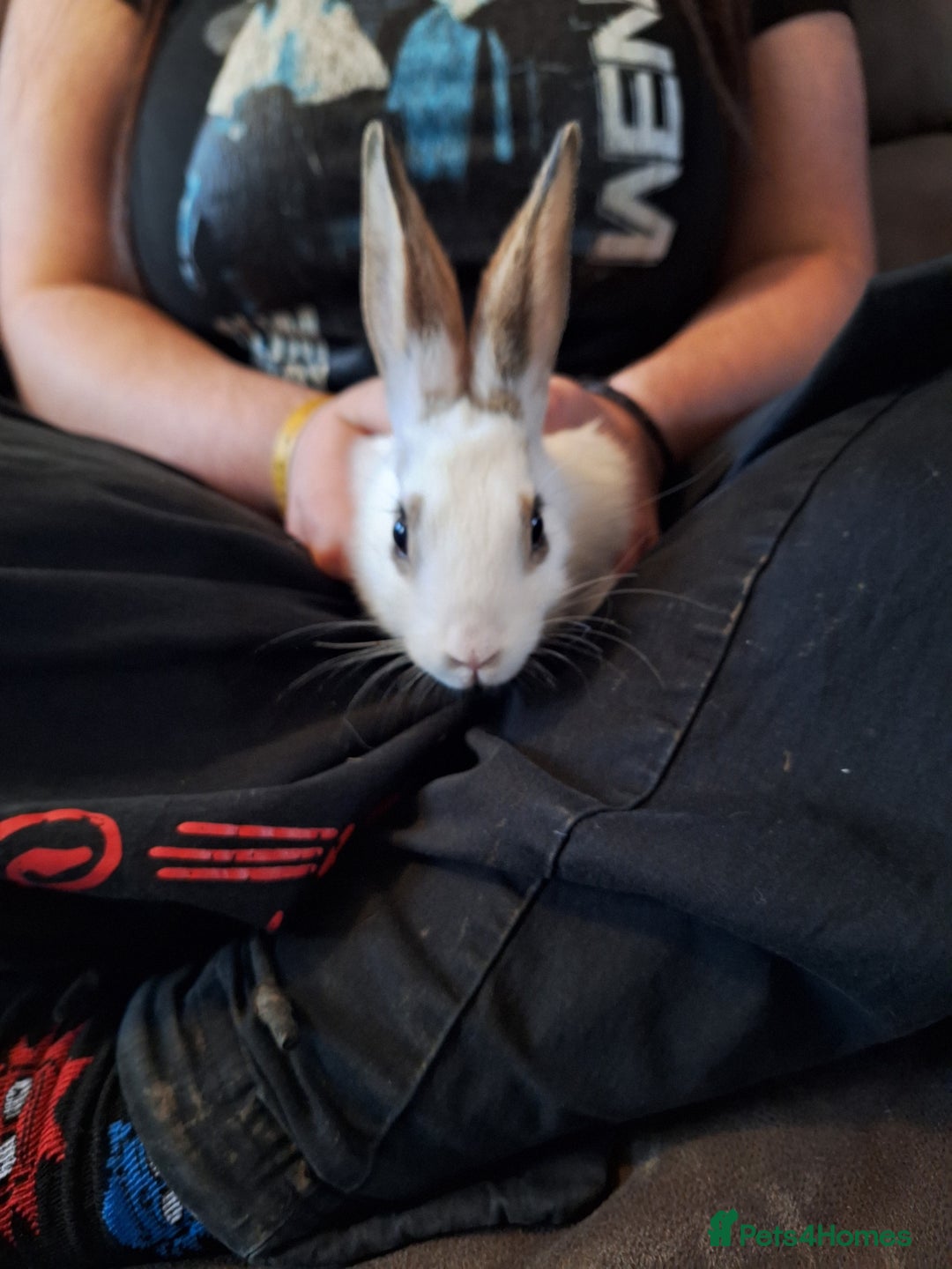 Mixed Breed rabbits for sale: Stunning rex x continental giant x new zealand  - Advert 7