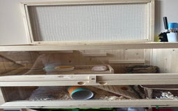 Hamster rodents for sale: Lovely hamster +set up - Image 6