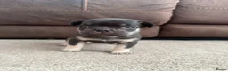 French Bulldog dogs for sale: French bull dog puppies  - Advert 11