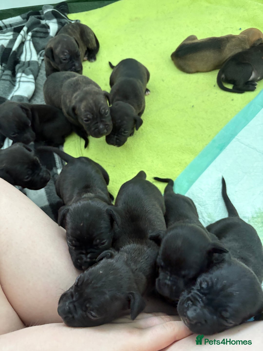 Staffordshire Bull Terrier dogs for sale: Staffy Pups  - Advert 4