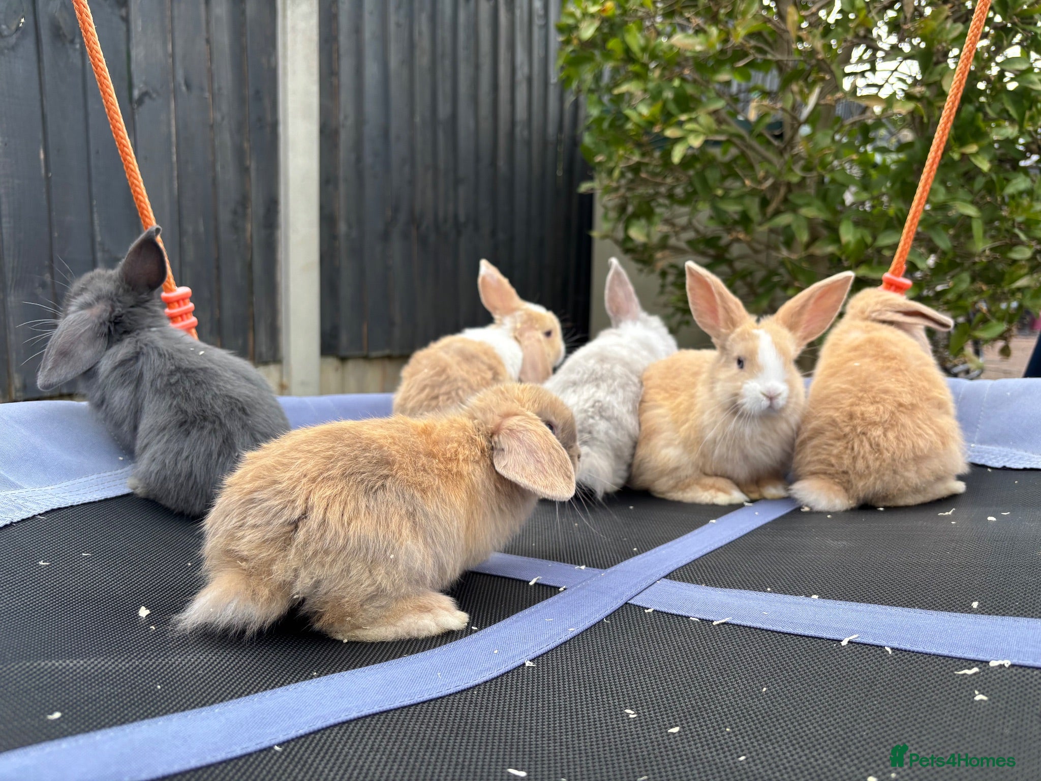 Mini Lop rabbits Pure breed Mini Lops - Advert 1