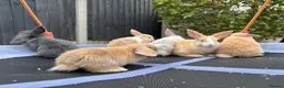 Mini Lop rabbits for sale: Pure breed Mini Lops - Advert 1