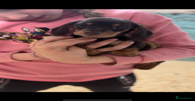 Miniature Dachshund dogs Super cute mini Daxis  - Advert 9