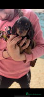 Miniature Dachshund dogs Super cute mini Daxis - Advert 2