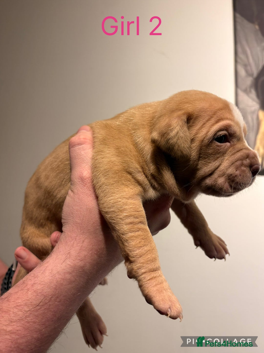 American Bully dogs for sale: Merle American Bully Puppy’s - Advert 14
