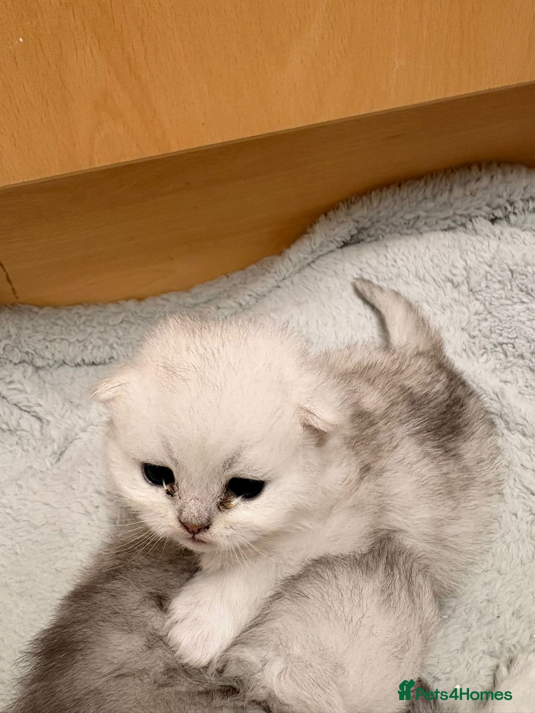 Persian cats for sale: Beautiful girl - Advert 3