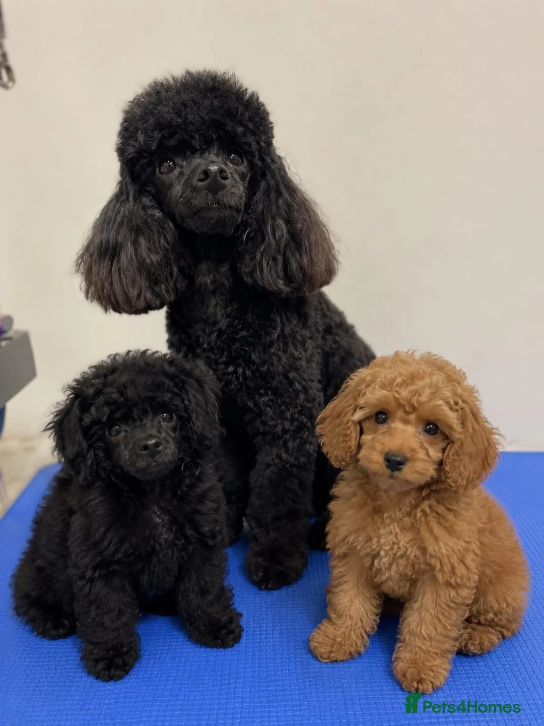 Toy Poodle dogs for sale: Toy poodle puppies - Advert 1