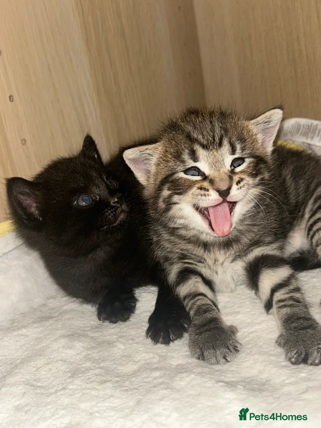 Mixed Breed cats for sale: Beautiful kittens  - Advert 30