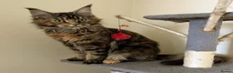 Maine Coon cats for sale: 2 beautiful Maine coon girls - Advert 1
