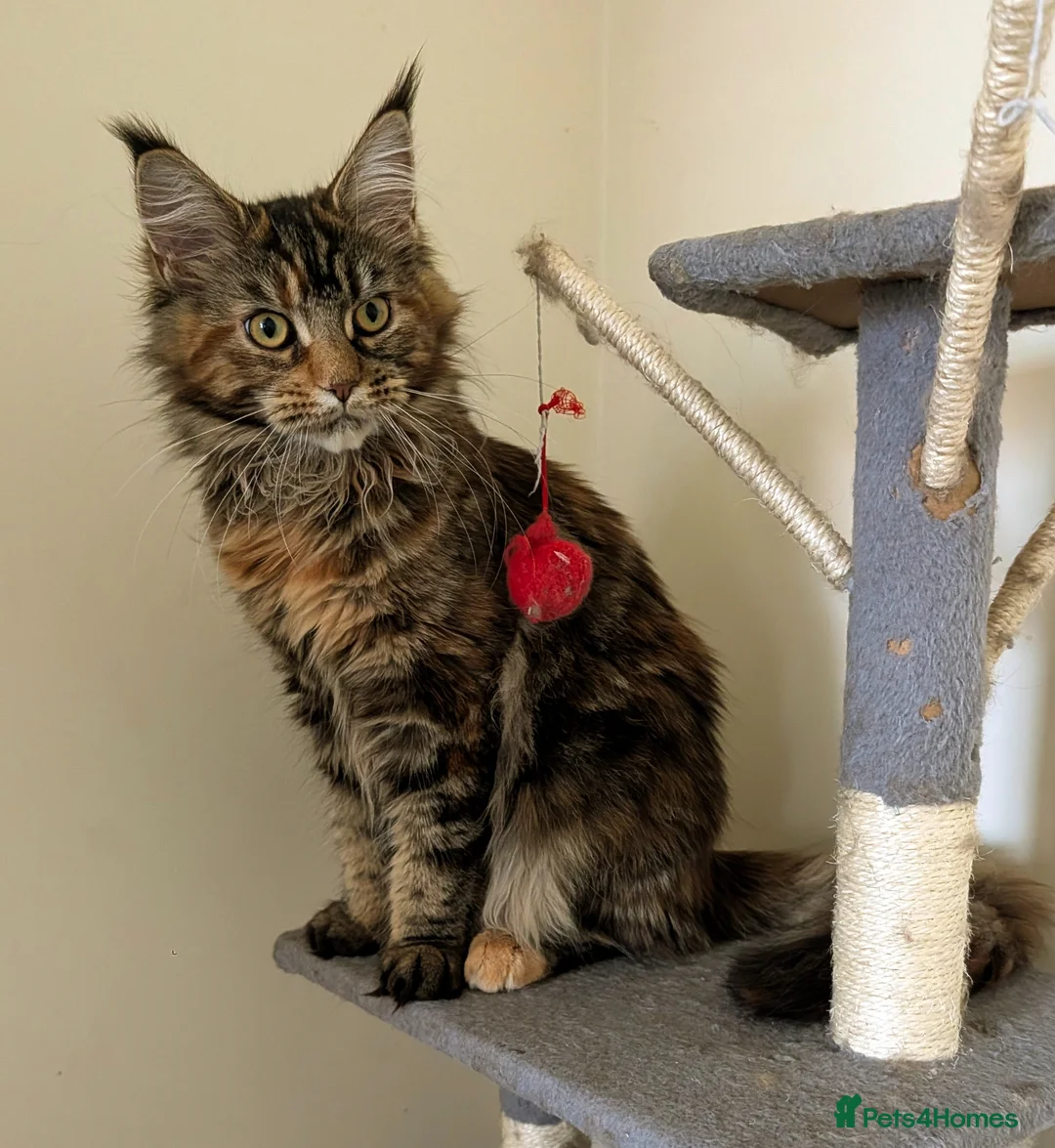 Maine Coon cats for sale: 2 beautiful Maine coon girls - Advert 1