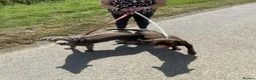 Labrador Retriever dogs for sale: Kc chocolate Labrador  - Advert 2