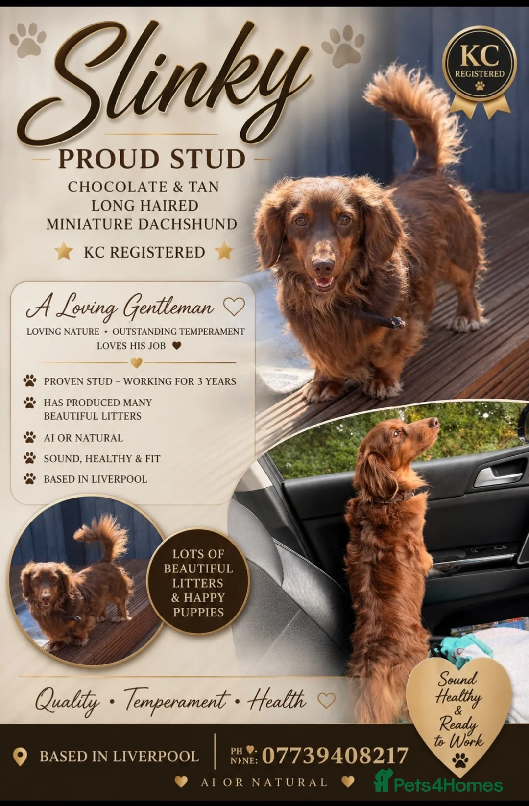 Miniature Dachshund dogs for stud: SLINKY (stud) please read below - Advert 1