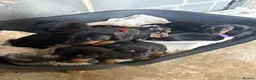 Dachshund dogs for sale: Traditional/dapple daschunds - Advert 16