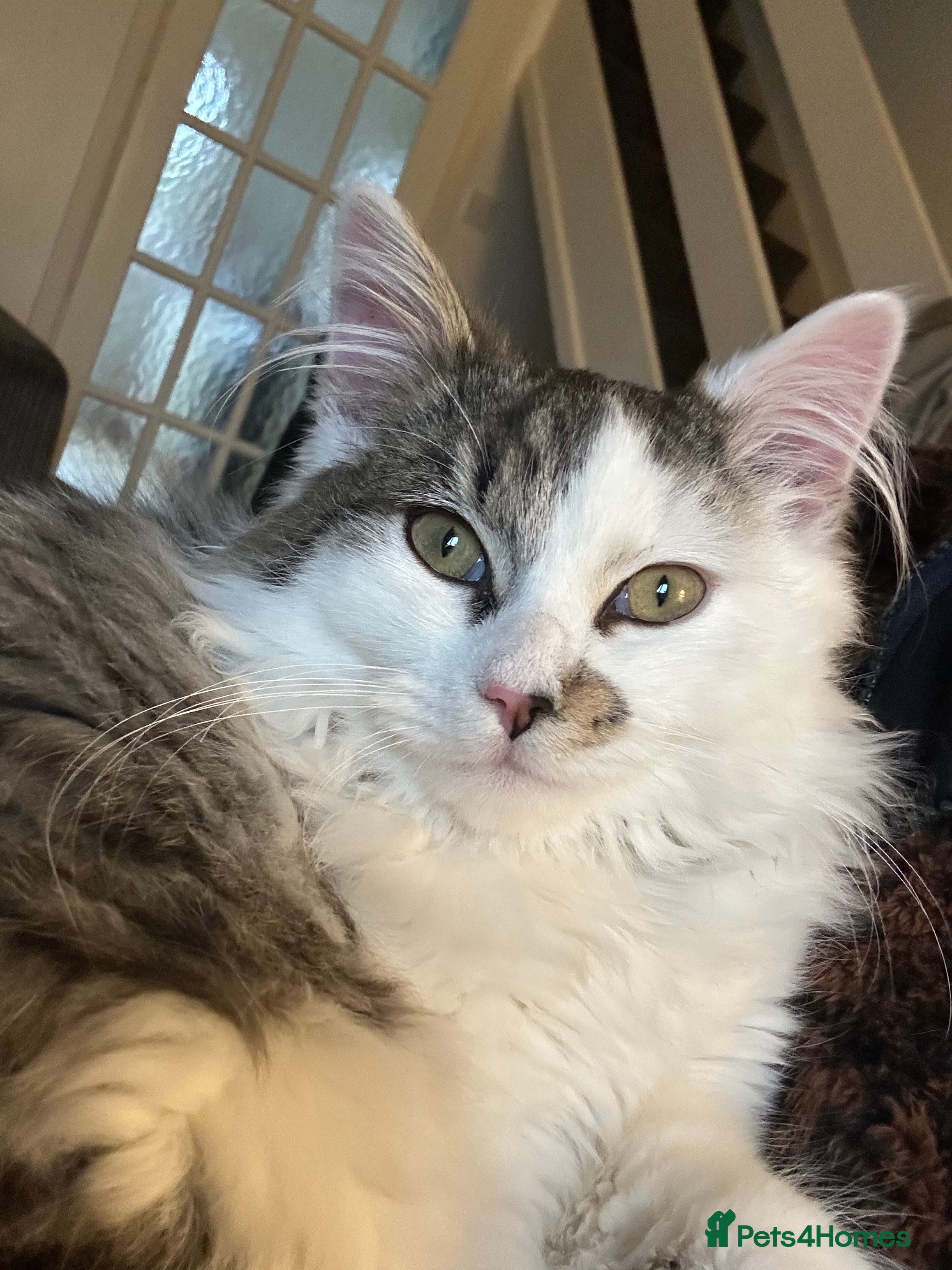 Mixed Breed cats 5 month old snowy - Advert 3