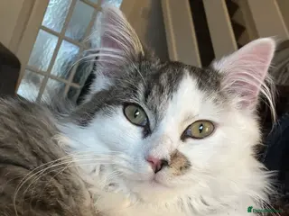 Mixed Breed cats 5 month old snowy - Advert 1