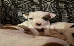 Jack Russell dogs for sale: Beautiful, big and healthy jack Russell pups - Image 18