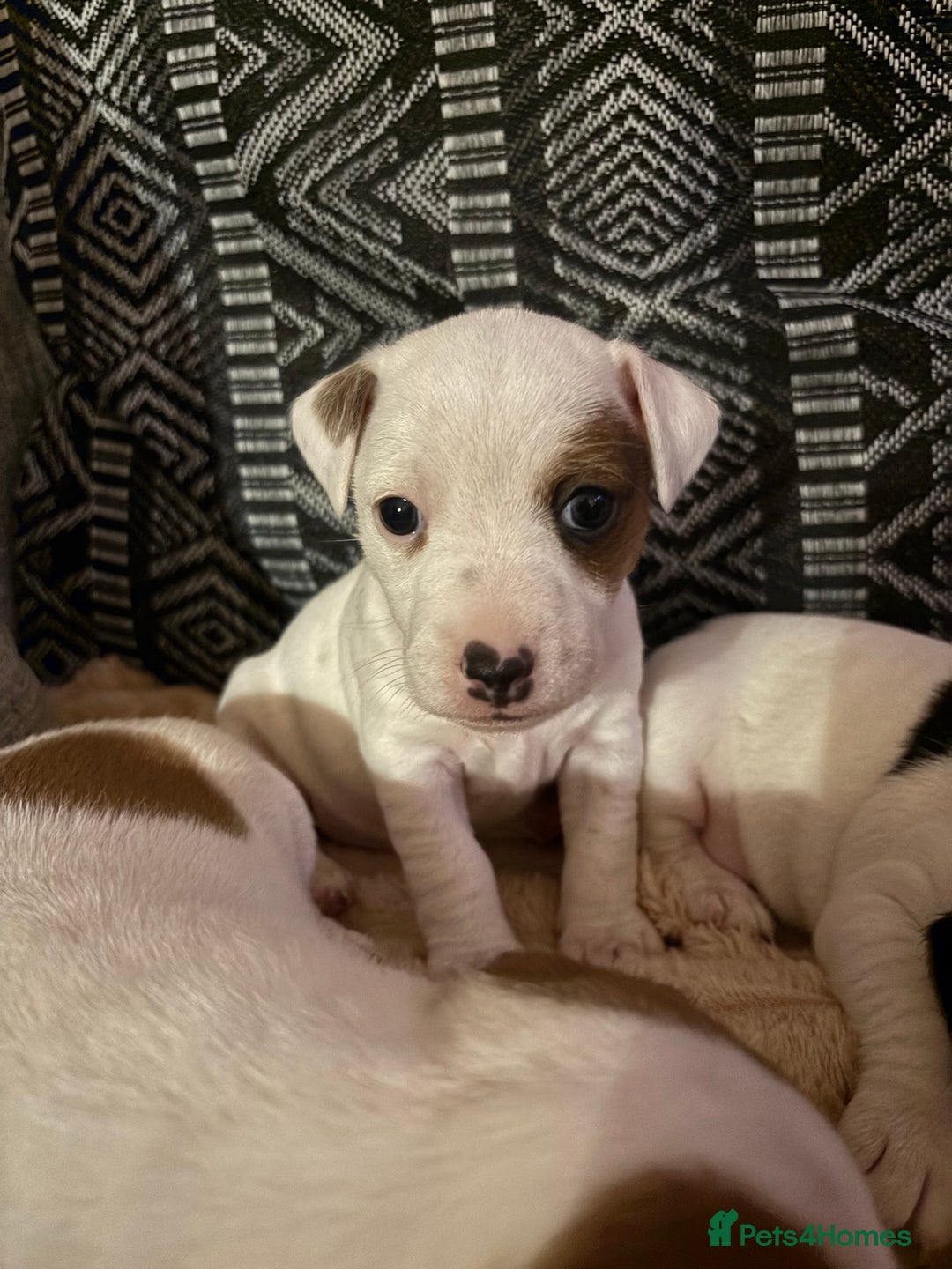 Jack Russell dogs for sale: Beautiful, big and healthy jack Russell pups - Image 18