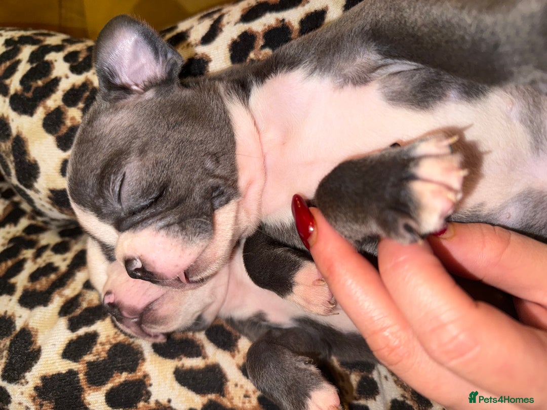 Boston Terrier dogs for sale: Exceptional Blue Boston Terrier Puppies 💙🐾 - Image 18
