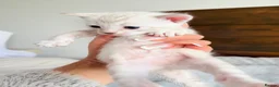 Bengal cats for sale: Blue-eyed Albinos Bengal Kittens, TICA-Active! 🏆 - Advert 20
