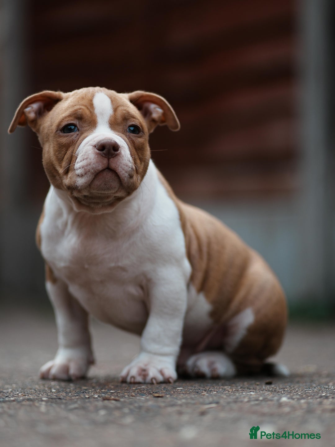 American Bully dogs for sale: Champion Bloodline American Pocket Bully Puppies - Image 9