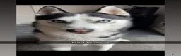 Siberian Husky dogs for sale: Siberian Huskey pups  - Advert 2