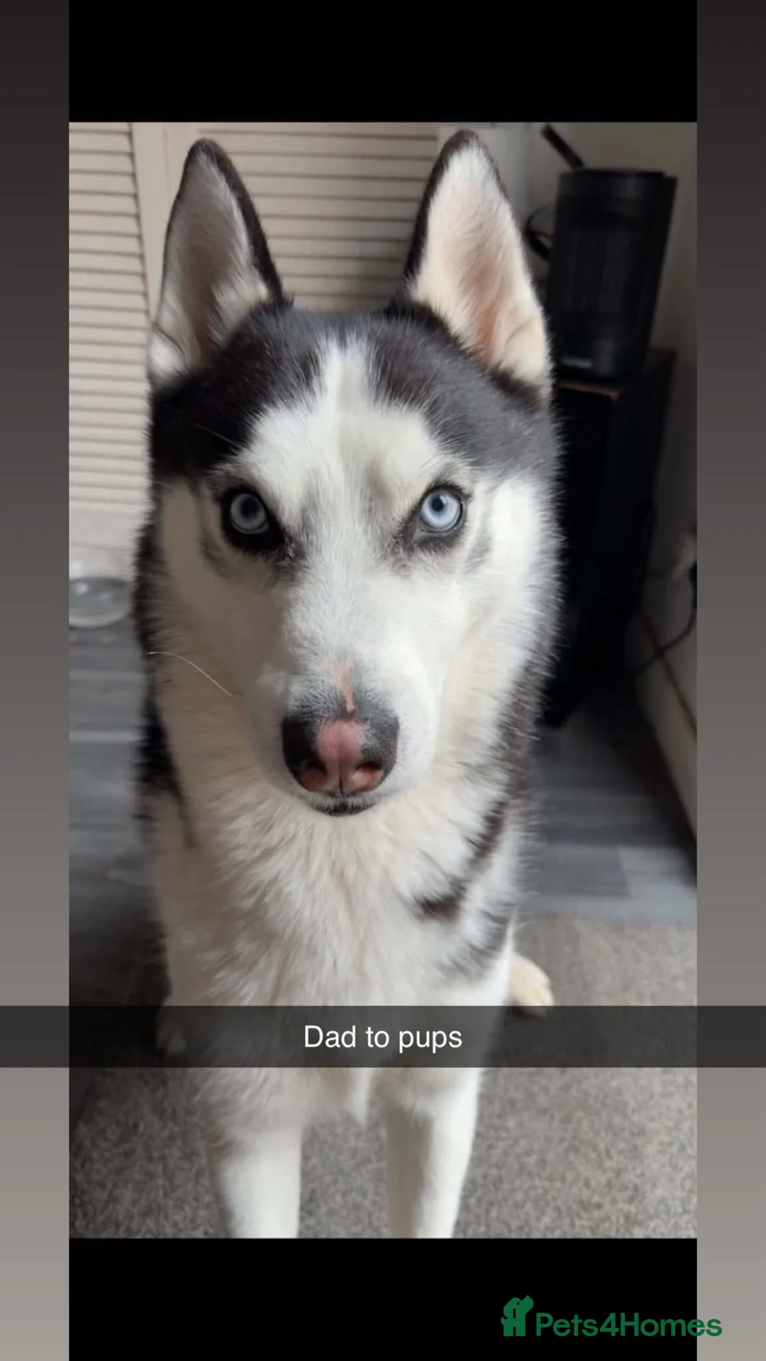 Siberian Husky dogs for sale: Siberian Huskey pups  - Advert 2