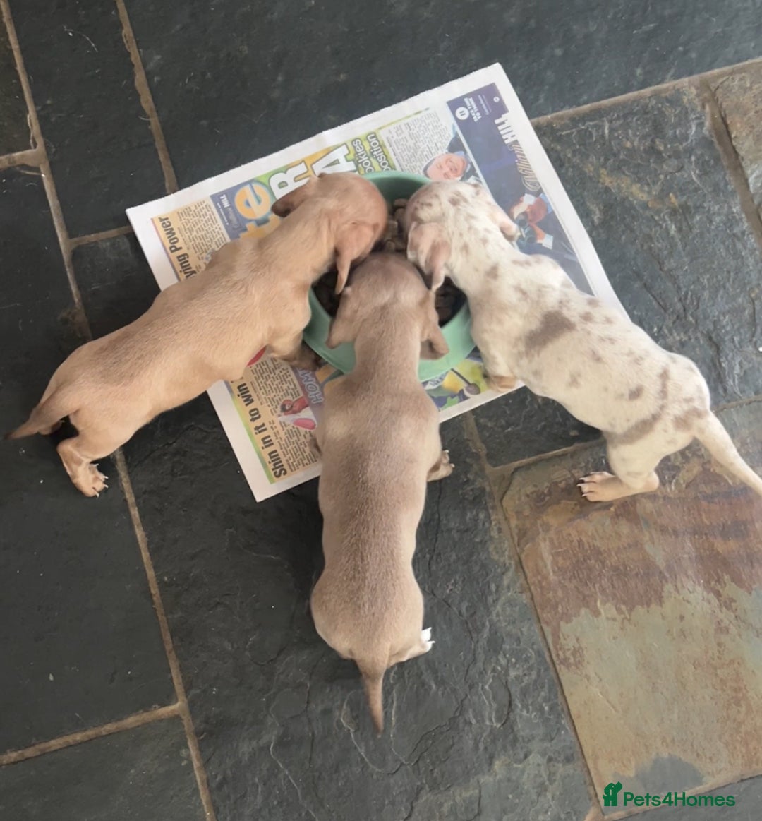 Miniature Dachshund dogs for sale: ✨ REDUCED! 3 OUTSTANDING QUALITY KC PUPS  ✨ - Image 13